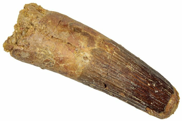 Fossil Spinosaurus Tooth - Feeding Worn Tip #316817